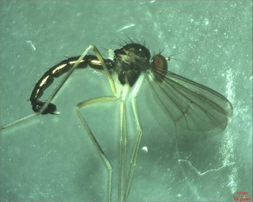 Sciapus sp.